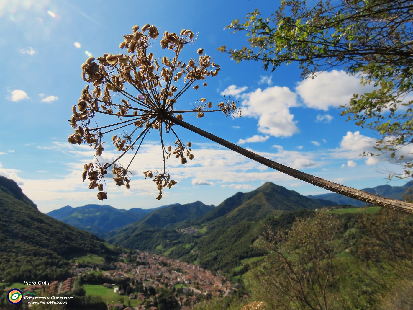 57  Heracleum sphondylium (Panace) con vista verso il Monte Gioco, Serina e Lepreno.JPG